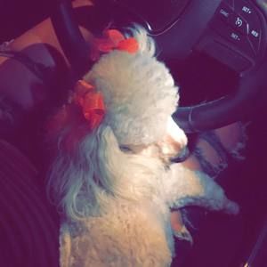 Meet your Posher, Beatriz